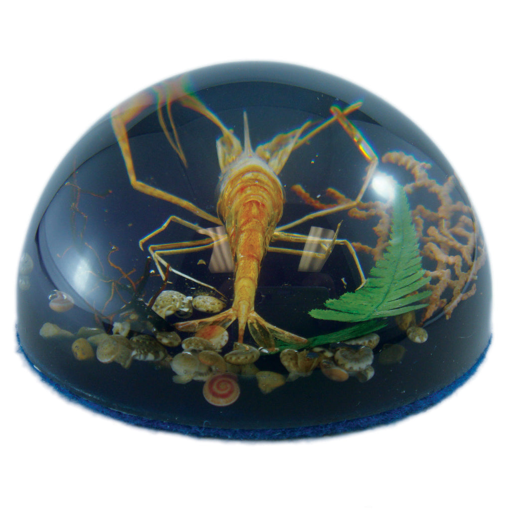 Shrimp Dome Paperweight (SS232)