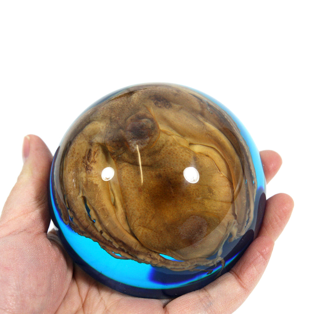 SS233<br/>Octopus Paperweight<br/>