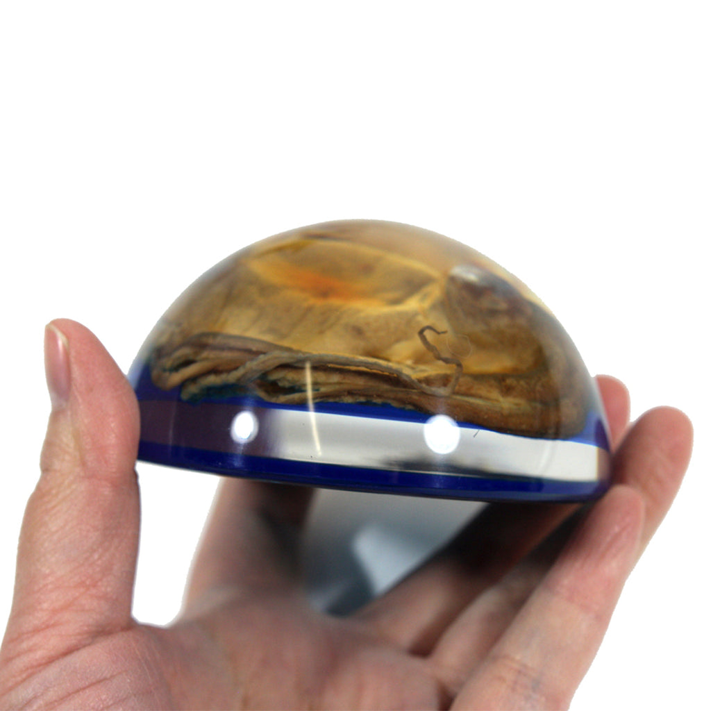 SS233<br/>Octopus Paperweight<br/>