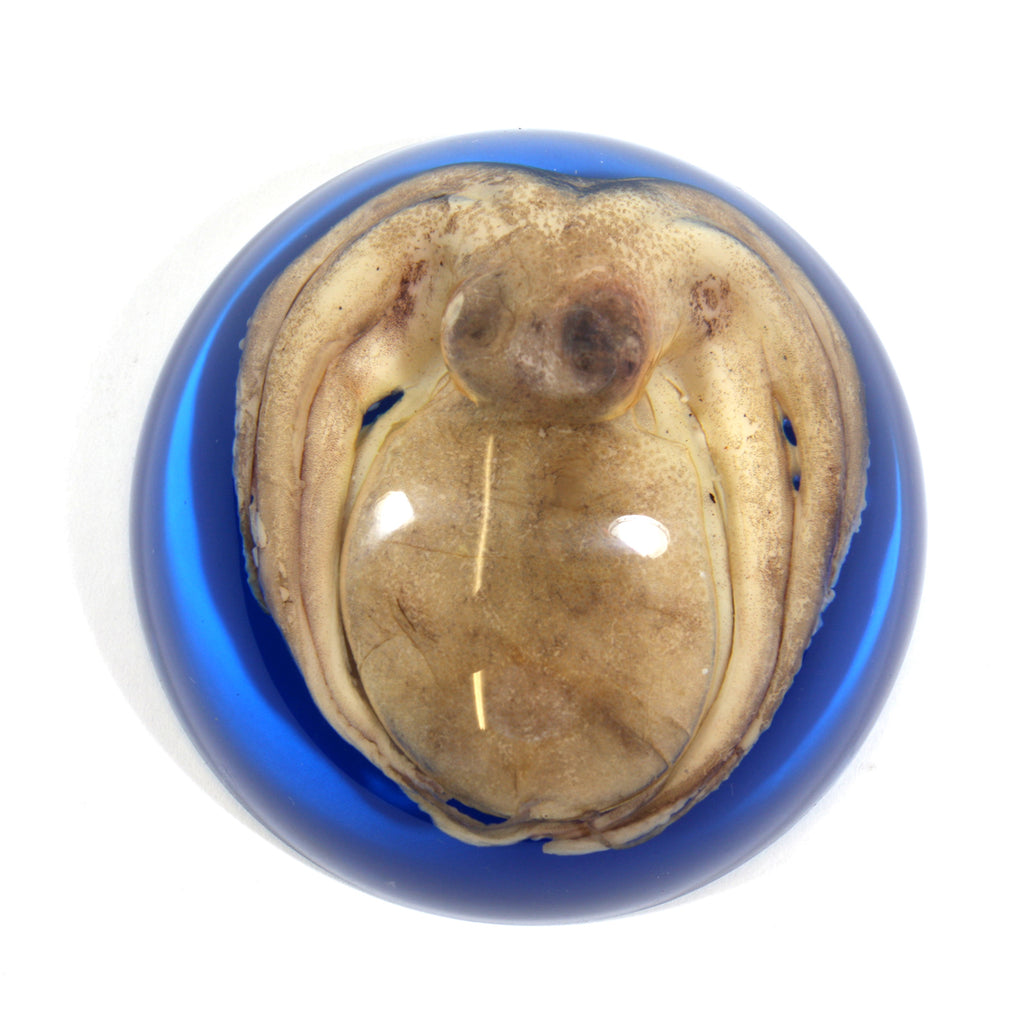 SS233<br/>Octopus Paperweight<br/>