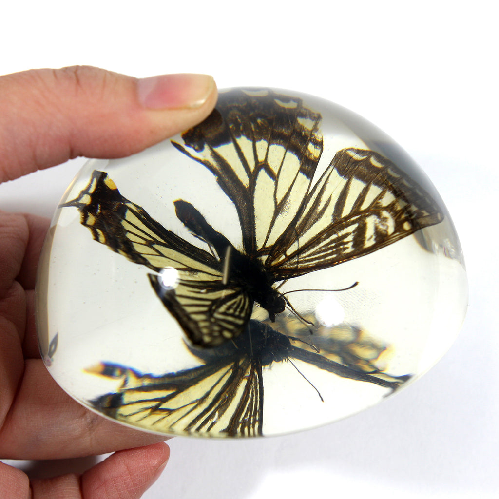 SS281<br/>Asian Swallowtail Butterfly Dome