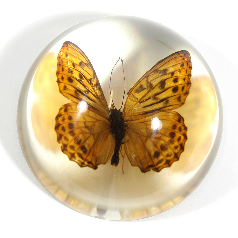 SS283<br/>Indian Fritillary Butterfly Dome