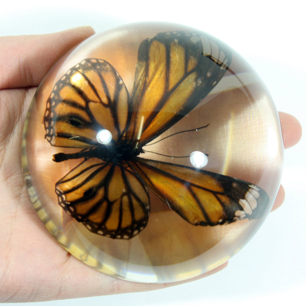 SS284<br/>Common Tiger Butterfly Dome