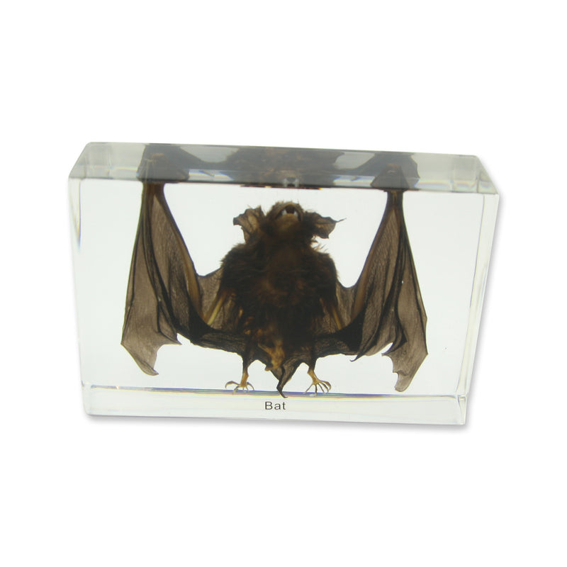 T420<br />Large Bat Desk Decoration<br />