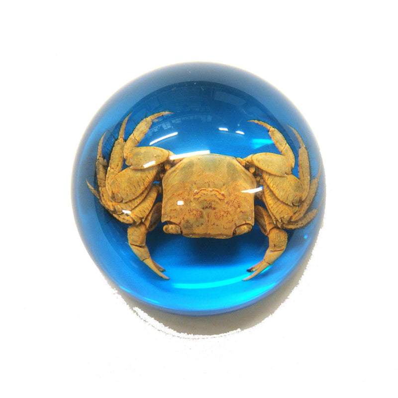 Crab Dome Paperweight Blue (T5021)