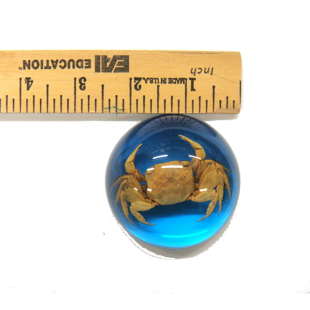 Crab Dome Paperweight Blue (T5021)