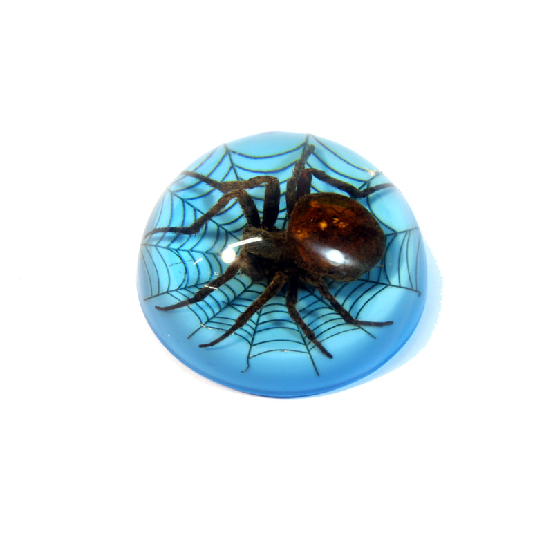 TC215<br/>Spider on Web Dome