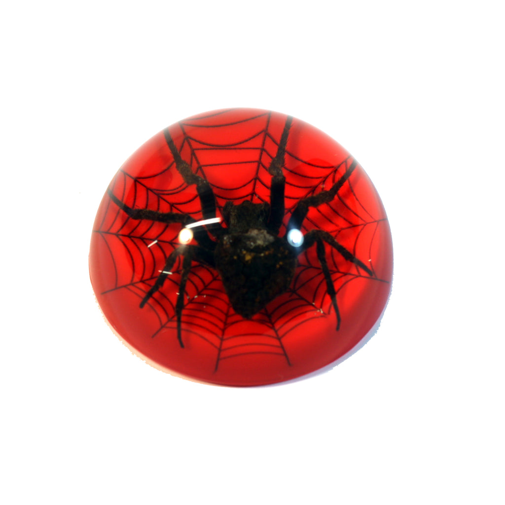 TC216<br/>Spider on Web Dome
