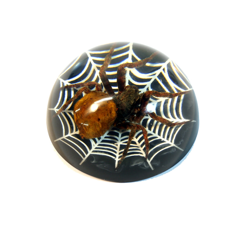 TC217<br/>Spider on Web Dome