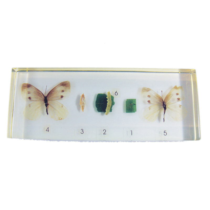 Imported Cabbageworm Life Cycle (TL01-1)