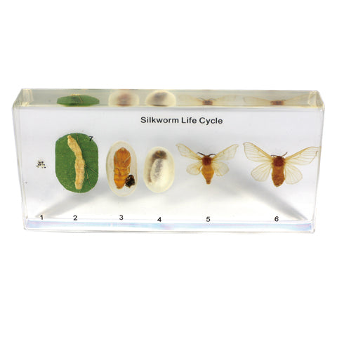 Silkworm Life Cycle (TL03)
