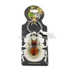 YK604<br />Stag Beetle