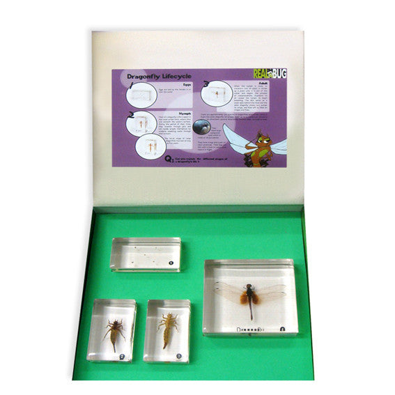 BFK1101<br/>Biology For Kids-Dragonfly Lifecycle