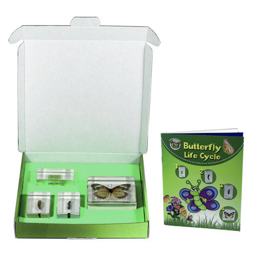 BFK1103<br/>Biology For Kids - Butterfly Lifecylce<br/>