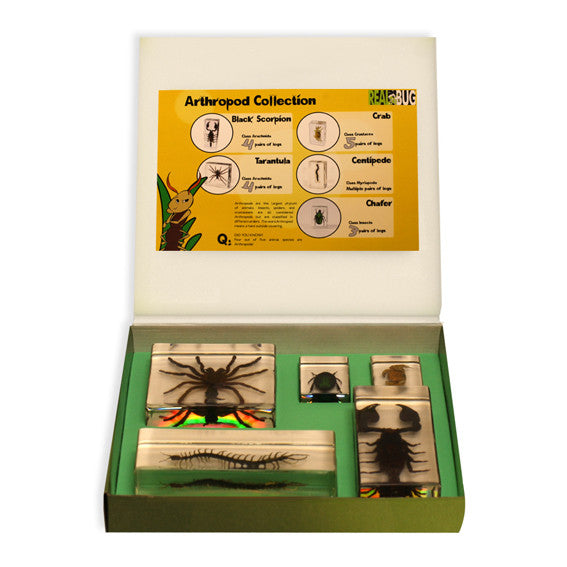 BFK1202<br/>Biology For Kids-Arthropod Collection