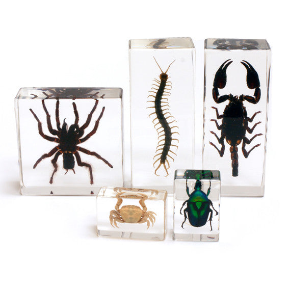 BFK1202<br/>Biology For Kids-Arthropod Collection