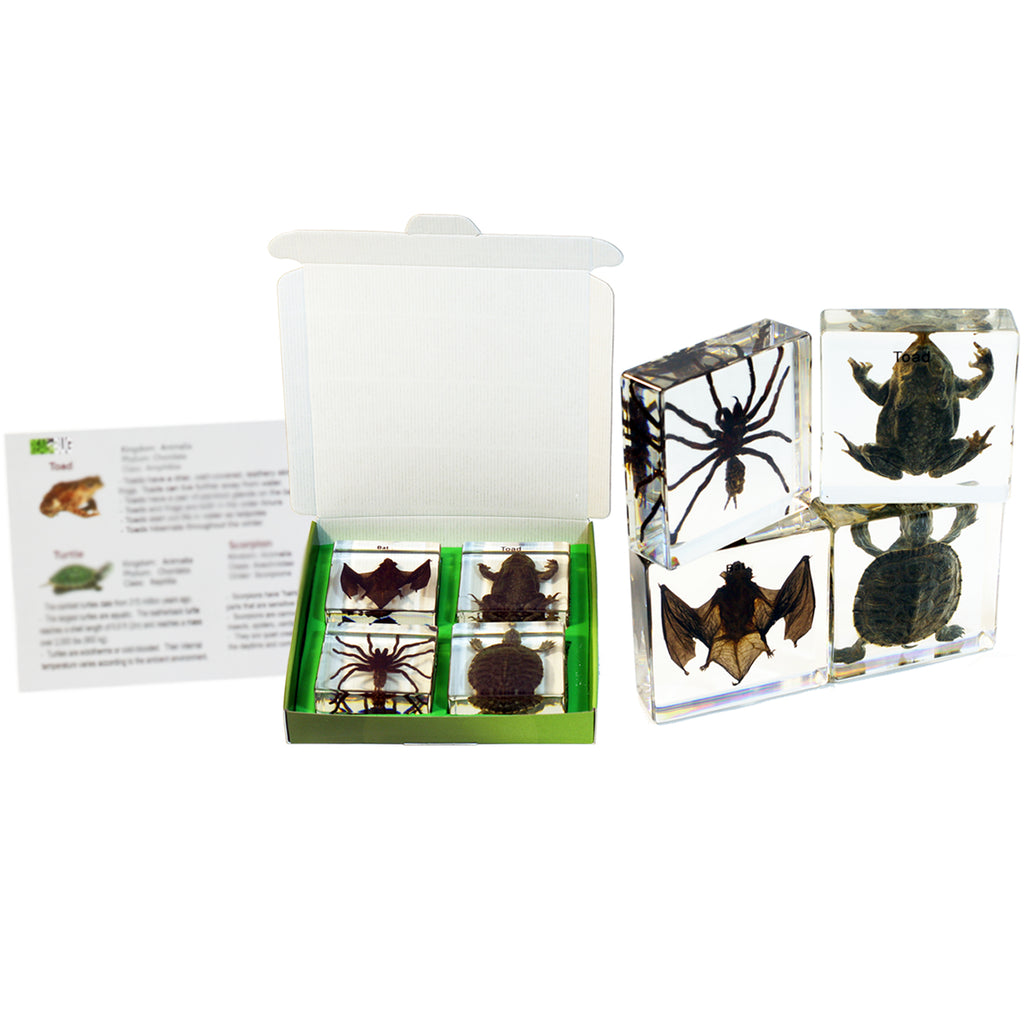 DDC01<br/>Tarantula, Toad, Bat & Turtle Collection