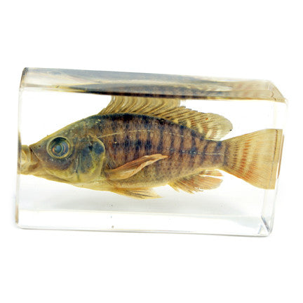 FH202<br/>Nile Tilapia Paperweight