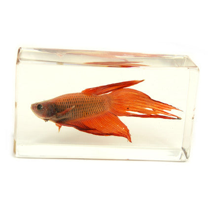 FH203<br/>Siamese Fighting Fish Paperweight