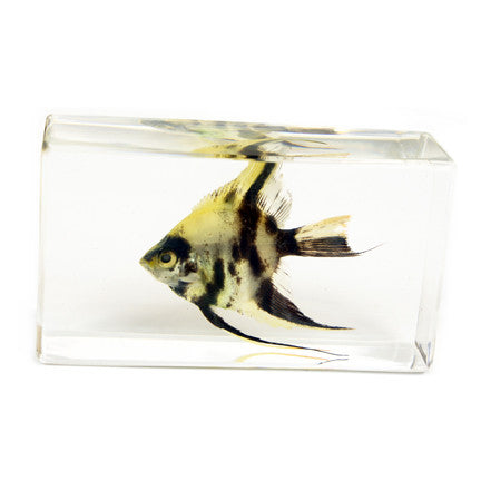 FH204<br/>Angel Fish Paperweight