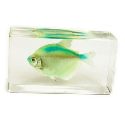 FH207<br/>Green Skirt Tetra Paperweight