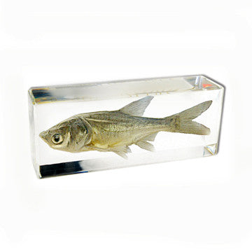 FH303<br/>Bighead Carp Paperweight