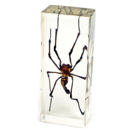 PW311<br/>Golden Orb-web Spider