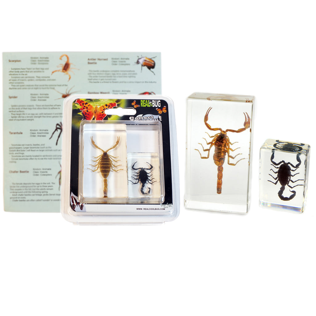 PWC421<br />2 pc Scorpion Paperweights