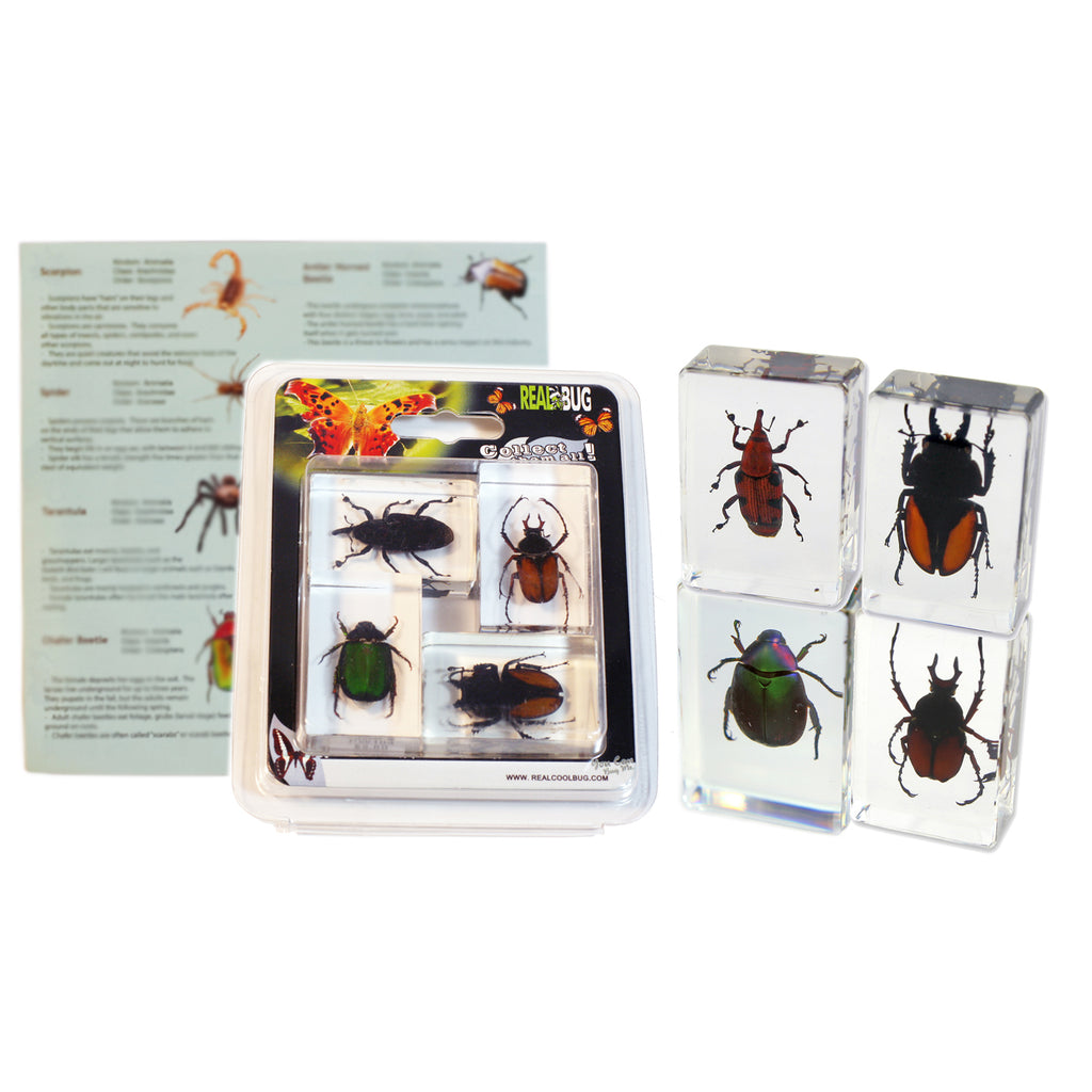 PWC442<br />Beetles 4 Pc Paperweights