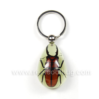 YK604<br />Stag Beetle